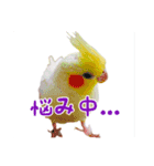 インコと暮らす（個別スタンプ：15）