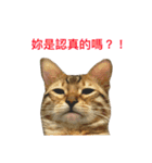Morris-momo（個別スタンプ：3）