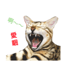 Morris-momo（個別スタンプ：4）