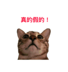 Morris-momo（個別スタンプ：10）