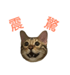 Morris-momo（個別スタンプ：15）