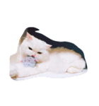 cat mo zo（個別スタンプ：4）