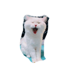 cat mo zo（個別スタンプ：5）