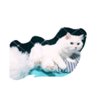 cat mo zo（個別スタンプ：6）