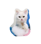 cat mo zo（個別スタンプ：8）