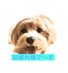 DIO  GO  GO（個別スタンプ：1）