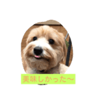 DIO  GO  GO（個別スタンプ：6）