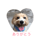 DIO  GO  GO（個別スタンプ：7）