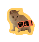 日常猫ちゃん（個別スタンプ：1）