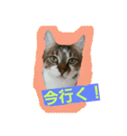 日常猫ちゃん（個別スタンプ：2）