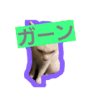 日常猫ちゃん（個別スタンプ：3）