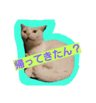 日常猫ちゃん（個別スタンプ：4）