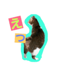 日常猫ちゃん（個別スタンプ：5）