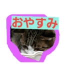 日常猫ちゃん（個別スタンプ：6）