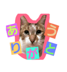 日常猫ちゃん（個別スタンプ：7）