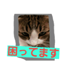 日常猫ちゃん（個別スタンプ：9）