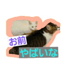 日常猫ちゃん（個別スタンプ：10）
