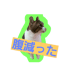 日常猫ちゃん（個別スタンプ：13）