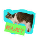 日常猫ちゃん（個別スタンプ：15）