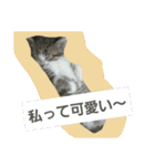 日常猫ちゃん（個別スタンプ：19）