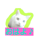 日常猫ちゃん（個別スタンプ：20）