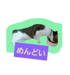 日常猫ちゃん（個別スタンプ：21）