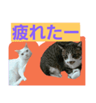 日常猫ちゃん（個別スタンプ：25）