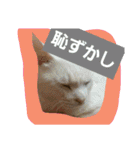 日常猫ちゃん（個別スタンプ：26）