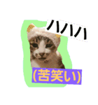 日常猫ちゃん（個別スタンプ：29）