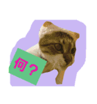 日常猫ちゃん（個別スタンプ：30）