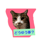 日常猫ちゃん（個別スタンプ：31）