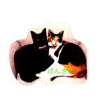 three  cats of my family（個別スタンプ：1）