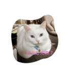 three  cats of my family（個別スタンプ：2）