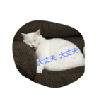 three  cats of my family（個別スタンプ：3）