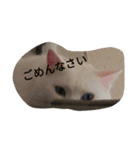 three  cats of my family（個別スタンプ：4）