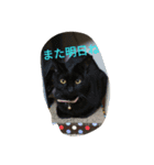 three  cats of my family（個別スタンプ：8）