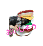hayahirosutanpu（個別スタンプ：1）