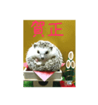 ハリネズミはびたん（個別スタンプ：4）