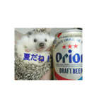 ハリネズミはびたん（個別スタンプ：5）