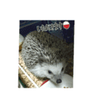 ハリネズミはびたん（個別スタンプ：6）