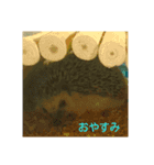 ハリネズミはびたん（個別スタンプ：7）