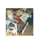 ハリネズミはびたん（個別スタンプ：8）