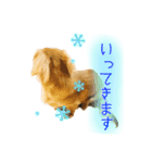 ミニチュアダックス良く使う言葉（個別スタンプ：3）