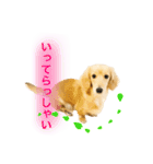 ミニチュアダックス良く使う言葉（個別スタンプ：4）
