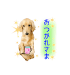 ミニチュアダックス良く使う言葉（個別スタンプ：7）