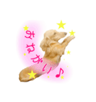 ミニチュアダックス良く使う言葉（個別スタンプ：8）