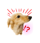 ミニチュアダックス良く使う言葉（個別スタンプ：14）
