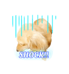 ミニチュアダックス良く使う言葉（個別スタンプ：16）
