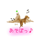 ミニチュアダックス良く使う言葉（個別スタンプ：17）
