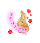 ミニチュアダックス良く使う言葉（個別スタンプ：18）